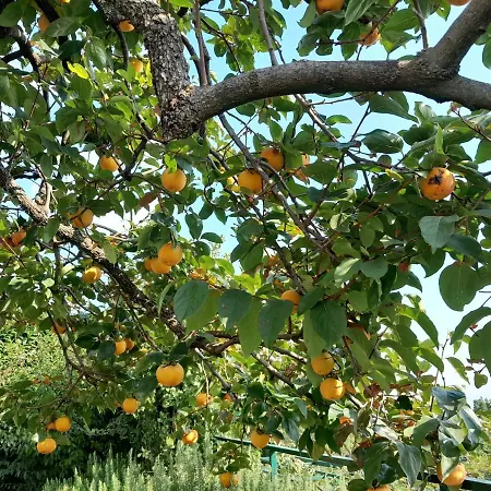 Casa vacanze Kuca Draga - Nono